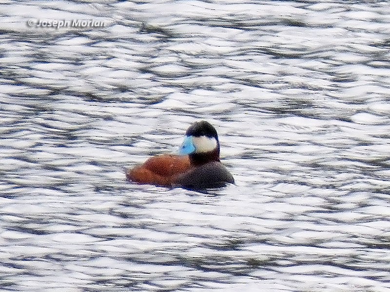 Ruddy Duck - ML244409031