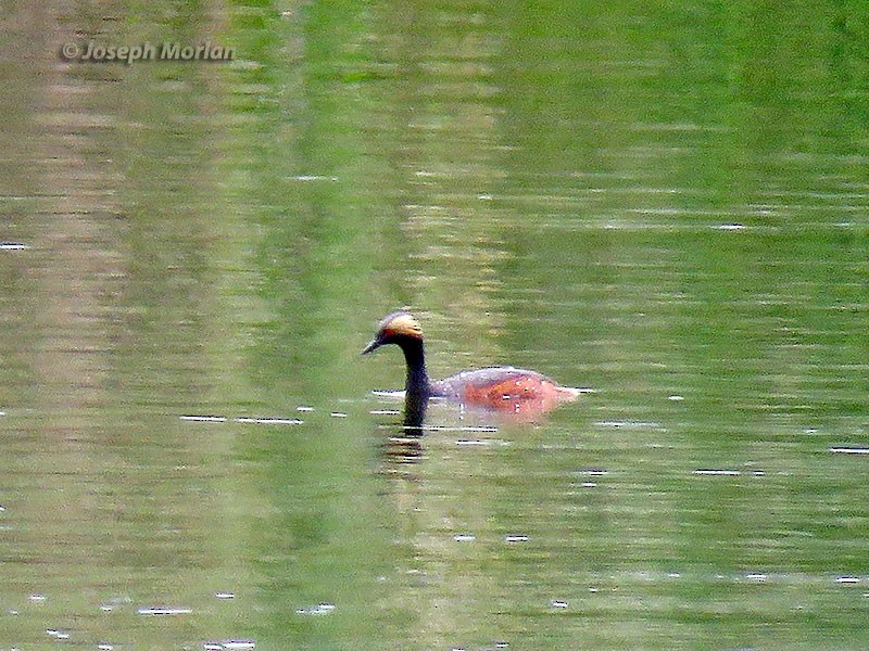 Eared Grebe - ML244409231