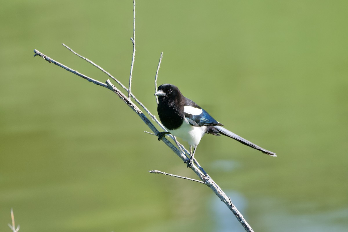 Black-billed Magpie - ML244409291