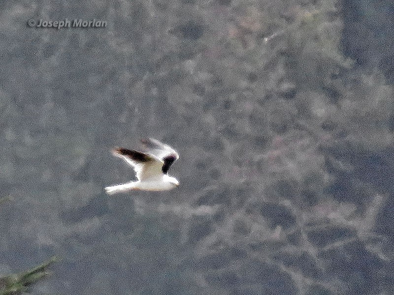 White-tailed Kite - Joseph Morlan