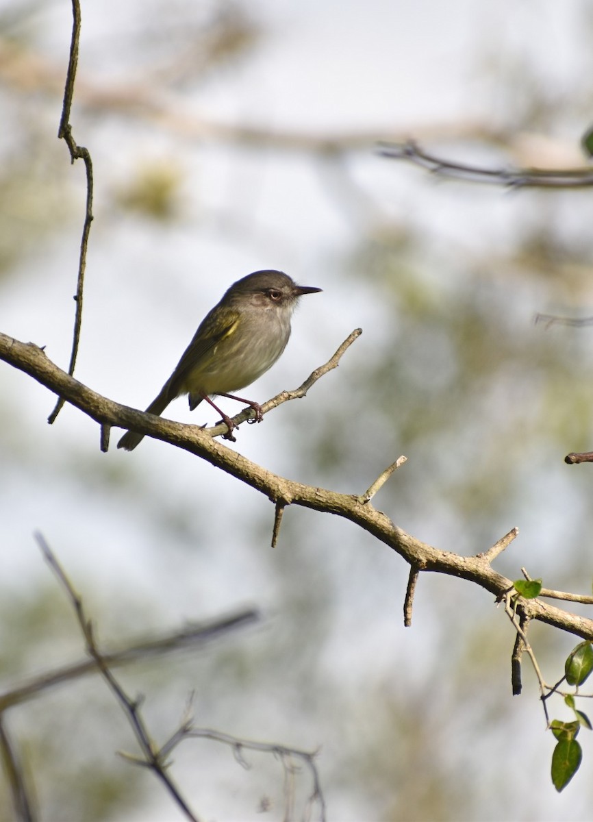 Pearly-vented Tody-Tyrant - ML244410501