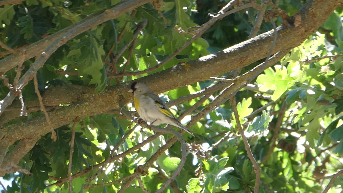 Lawrence's Goldfinch - ML244412251