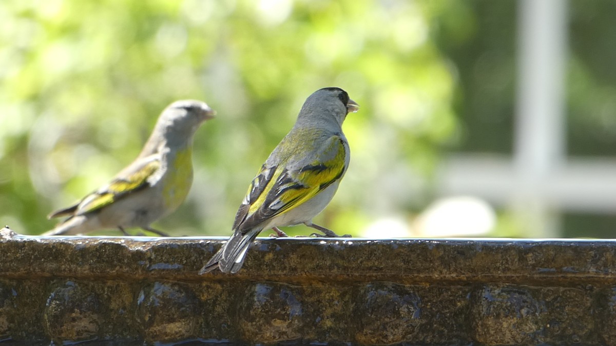 Lawrence's Goldfinch - ML244412431