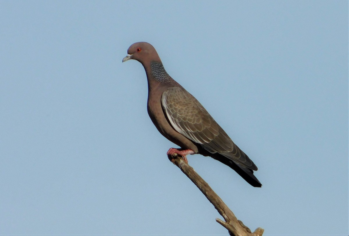 Picazuro Pigeon - ML244413311