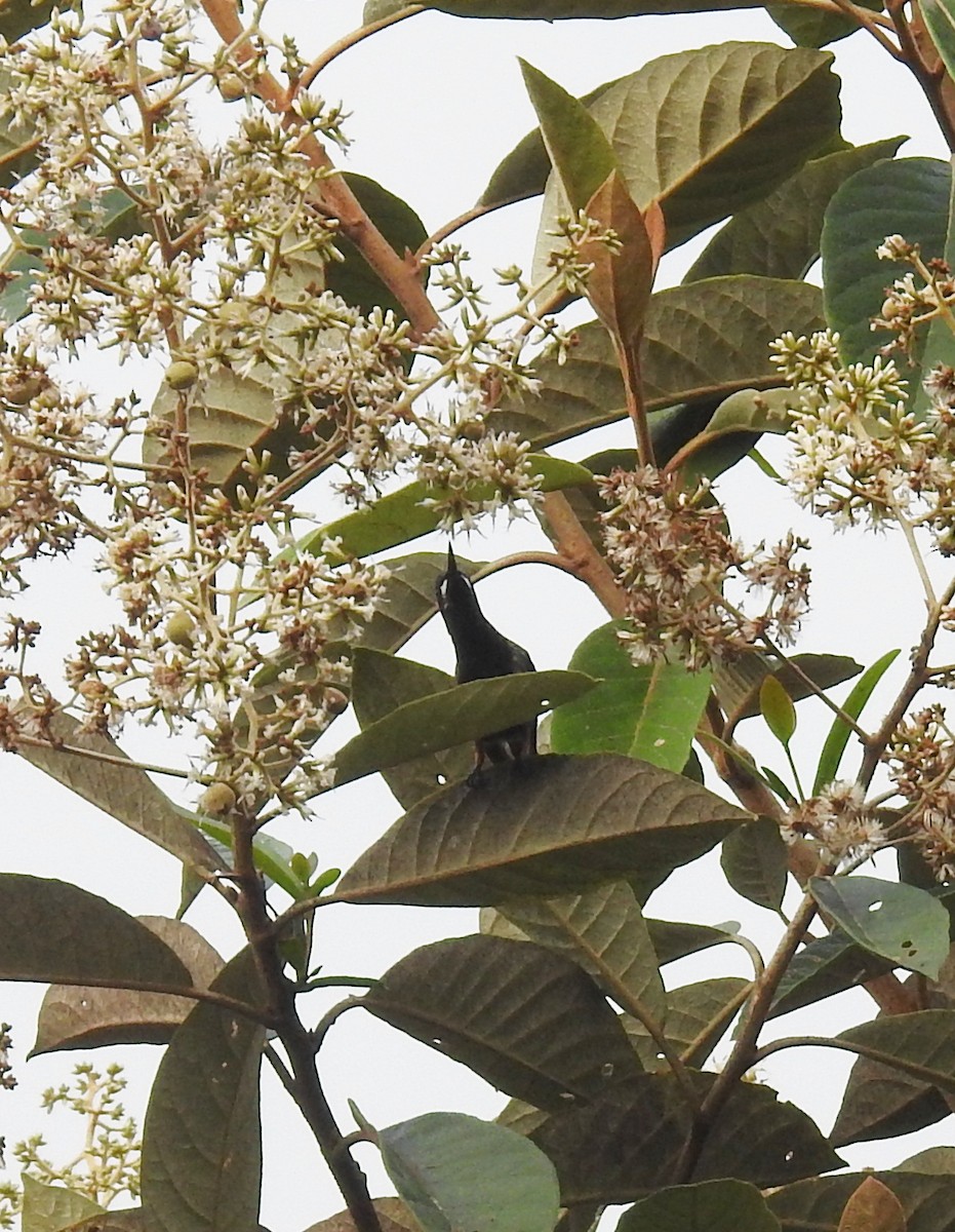 kolibřík ostrochocholatý - ML244413761