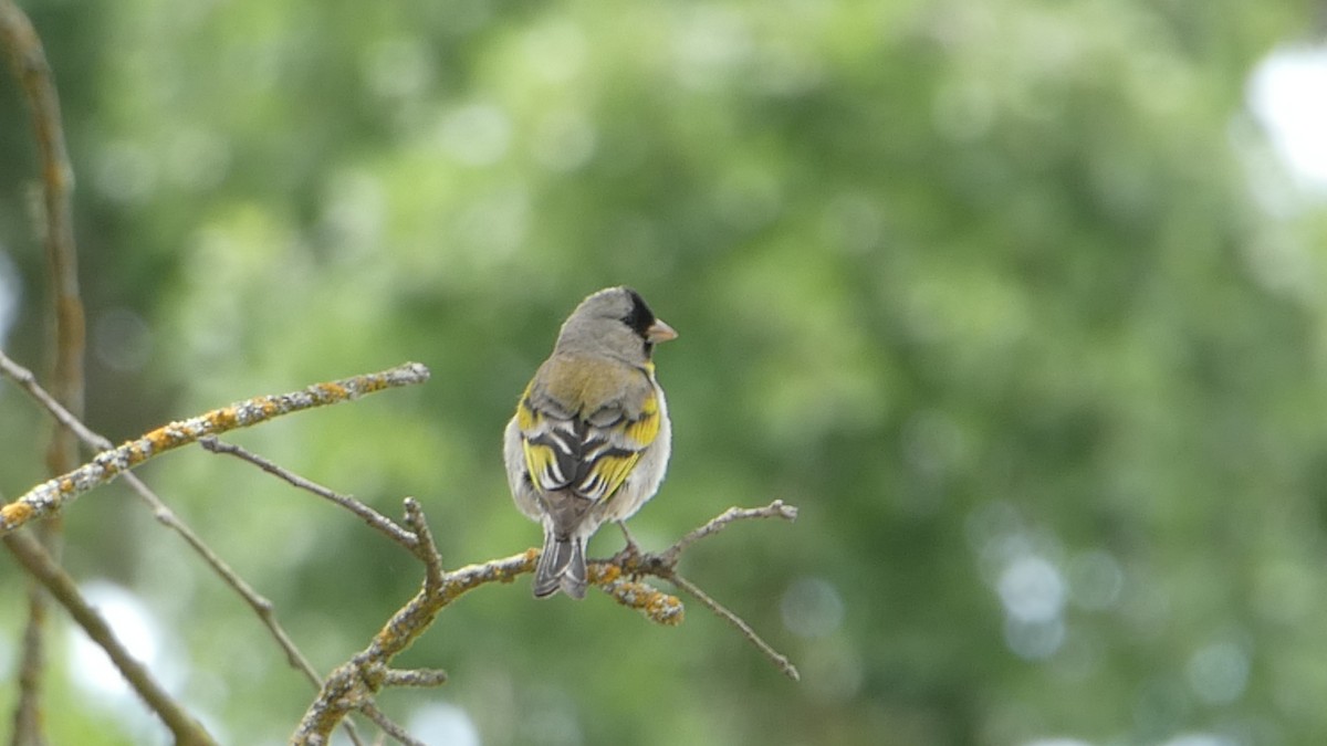 Lawrence's Goldfinch - ML244414951
