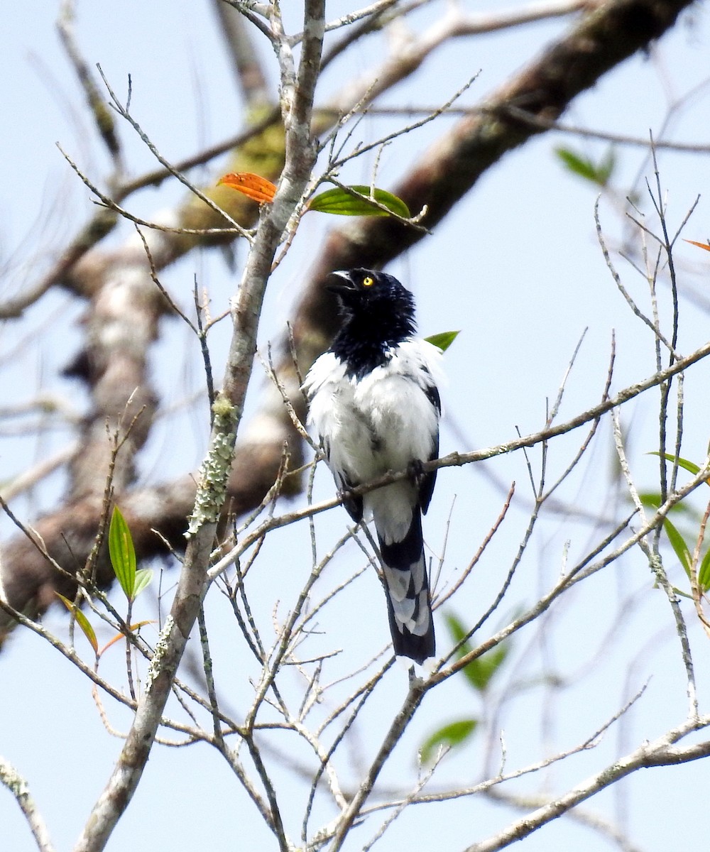 Magpie Tanager - ML244415911