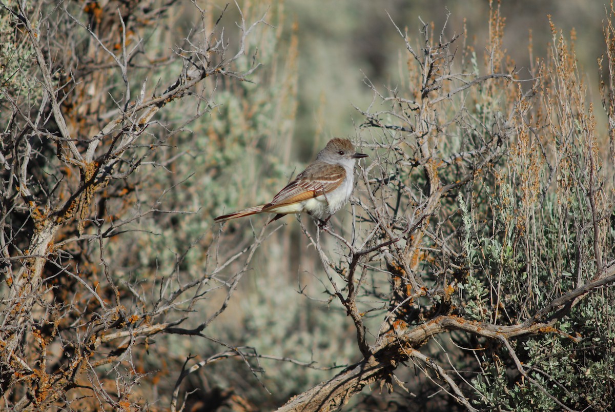 Ash-throated Flycatcher - ML244416131