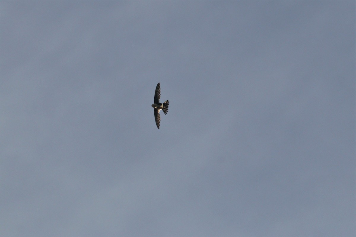 White-throated Swift - ML244416221