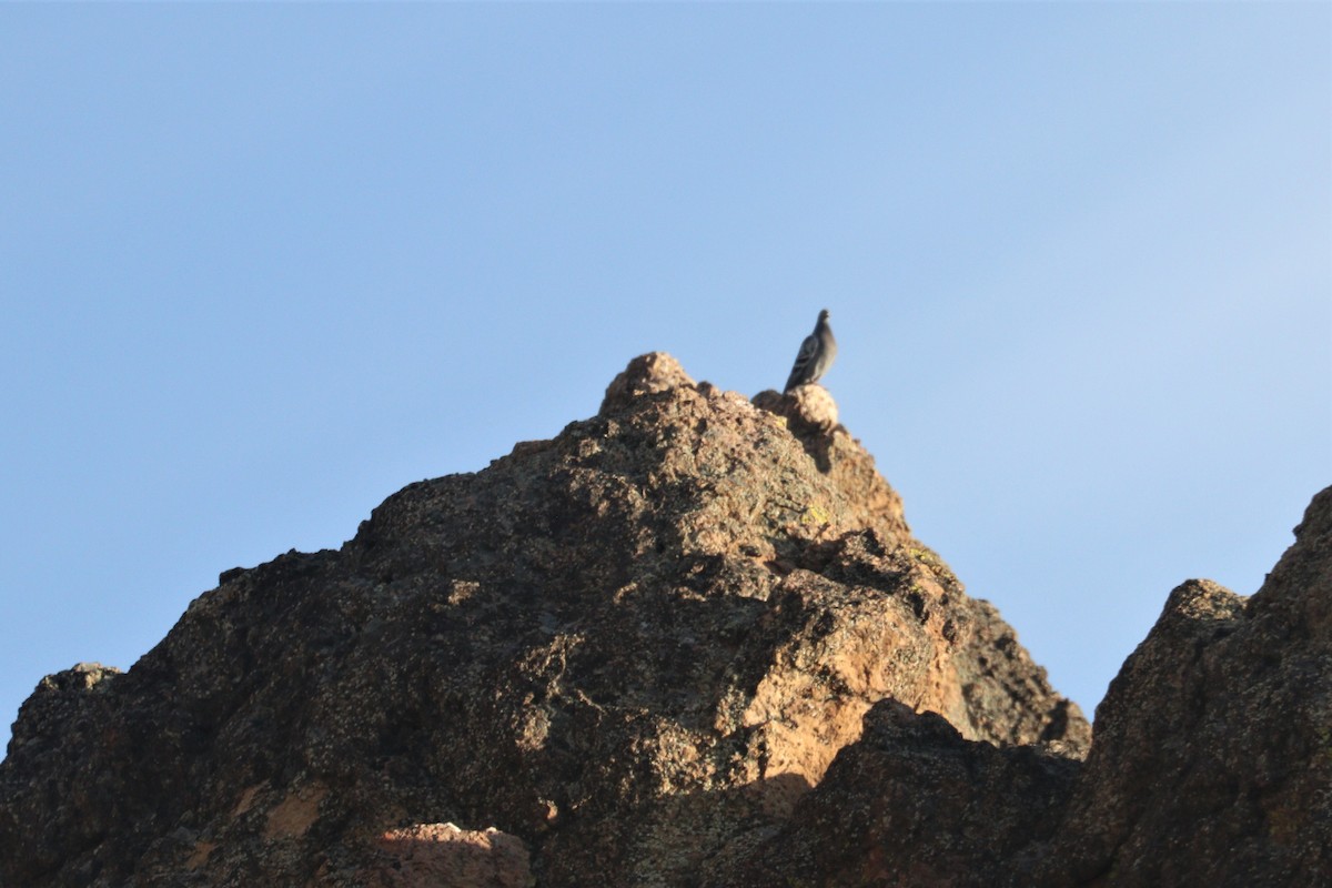 Rock Pigeon (Feral Pigeon) - ML244416271