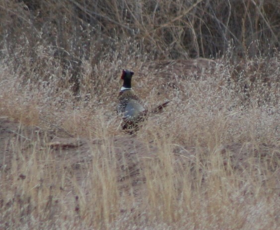 Ring-necked Pheasant - ML244416821