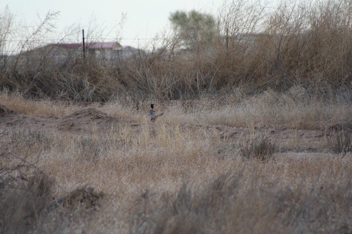 Ring-necked Pheasant - ML244416881