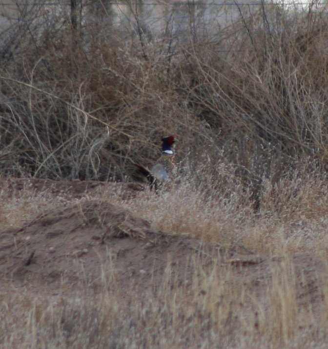 Ring-necked Pheasant - ML244417031