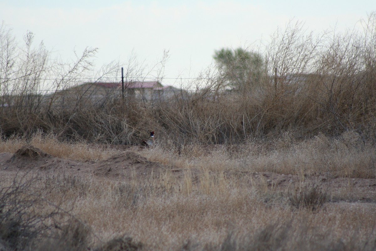 Ring-necked Pheasant - ML244417141