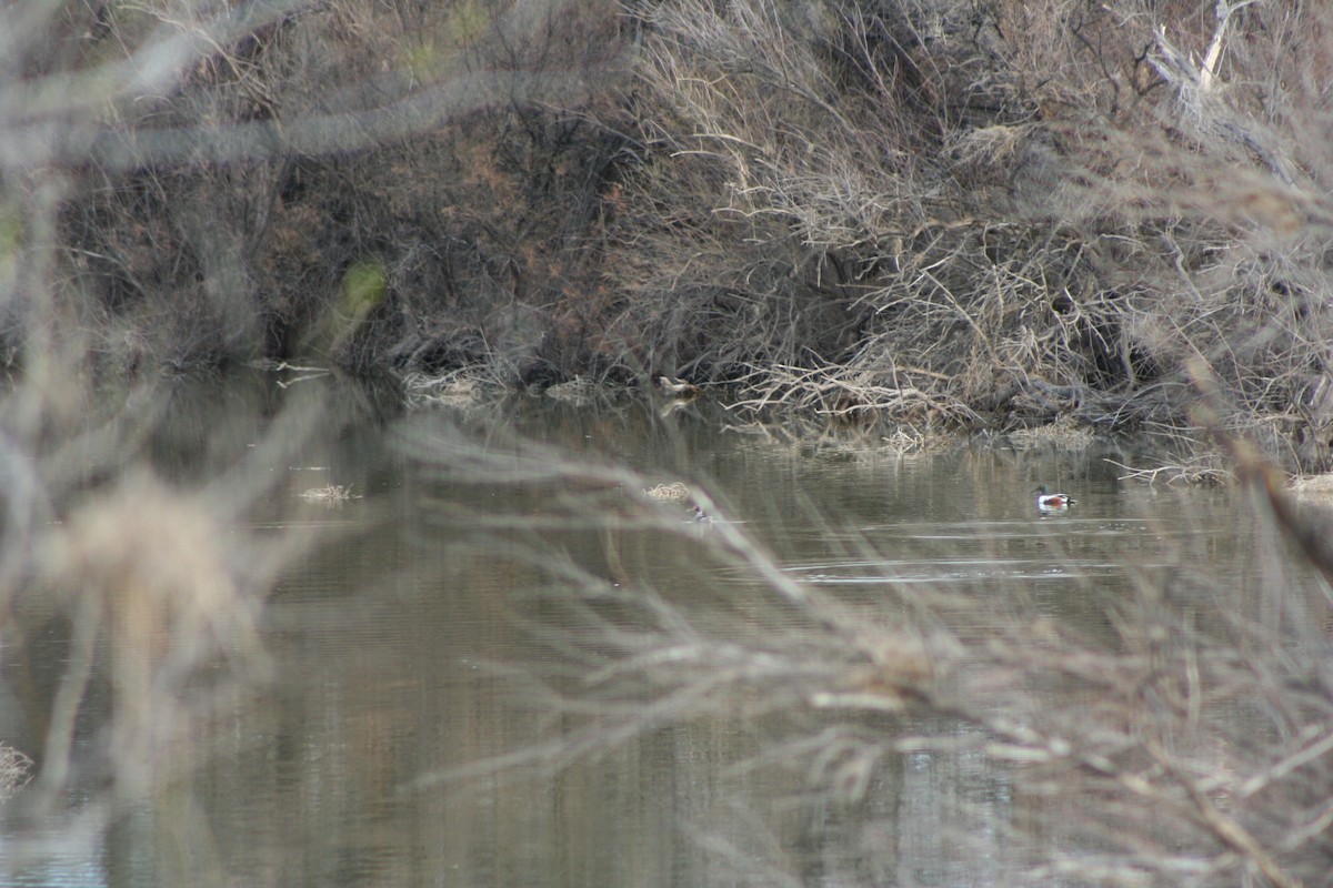 Northern Shoveler - ML244417441