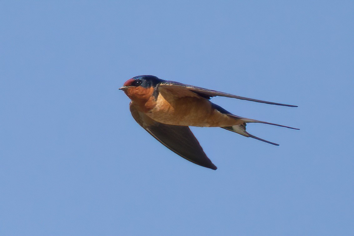 Barn Swallow (American) - Robert Lewis