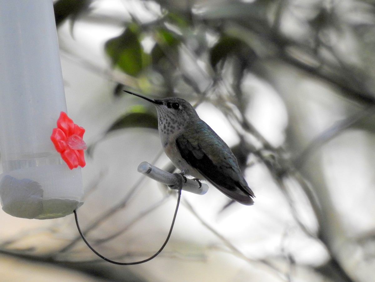 Calliope Hummingbird - ML24441981