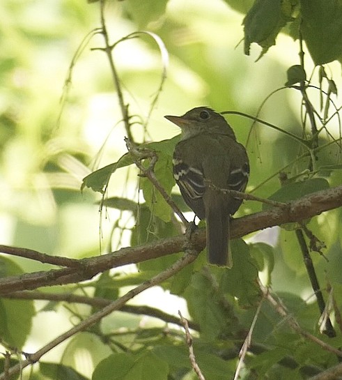 Mosquero sp. (Empidonax sp.) - ML244420351