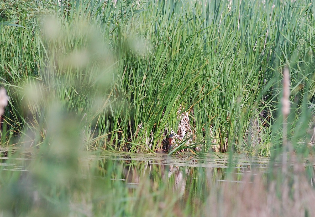 Least Bittern - ML244420571