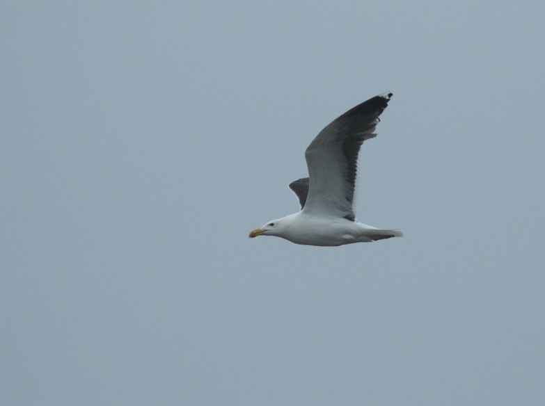 Great Black-backed Gull - Shane Blodgett