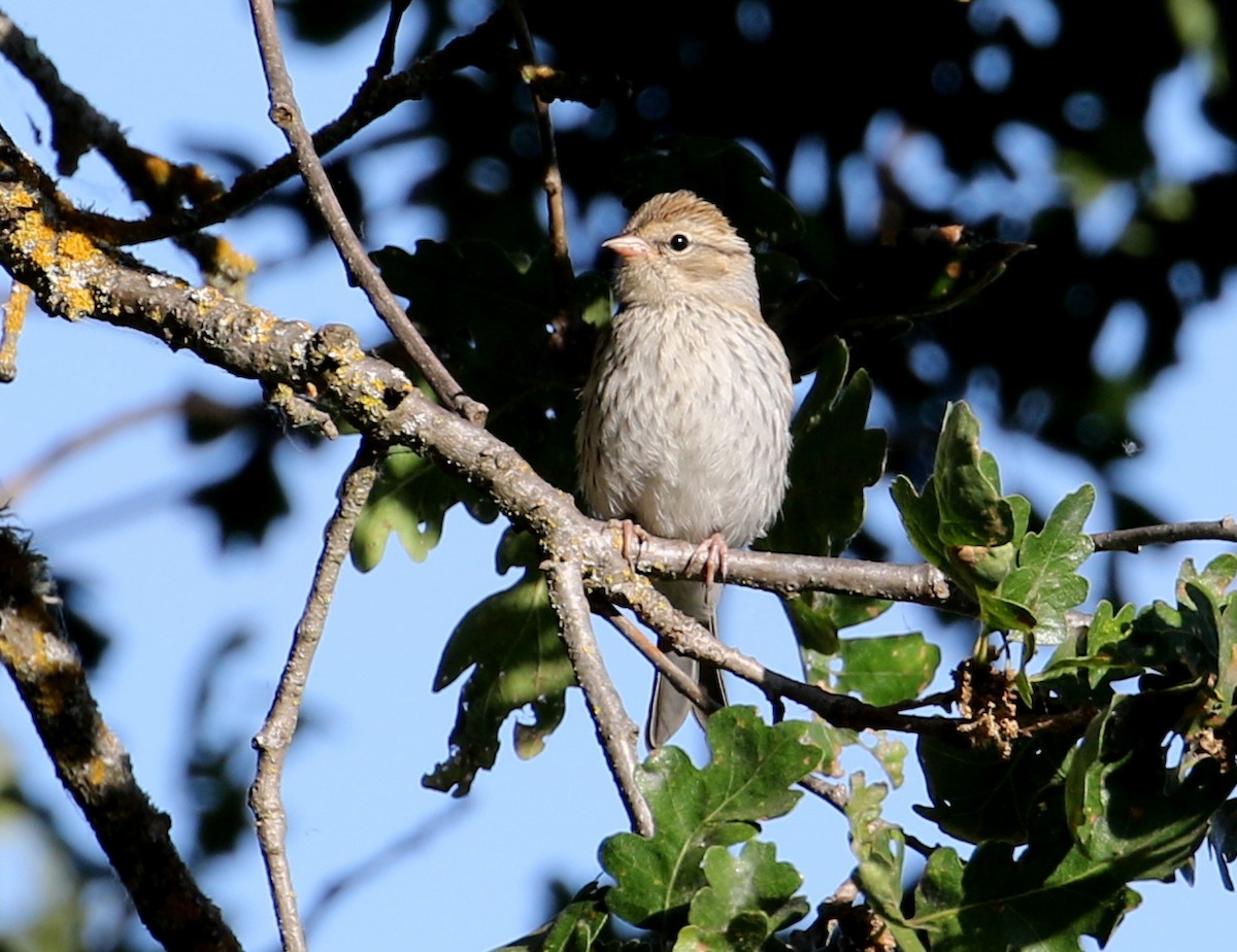 Chipping Sparrow - Chris Conard