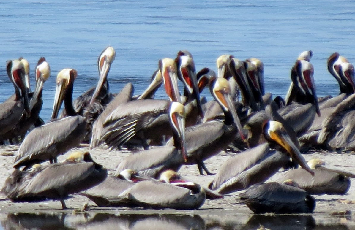 Brown Pelican - ML24442161