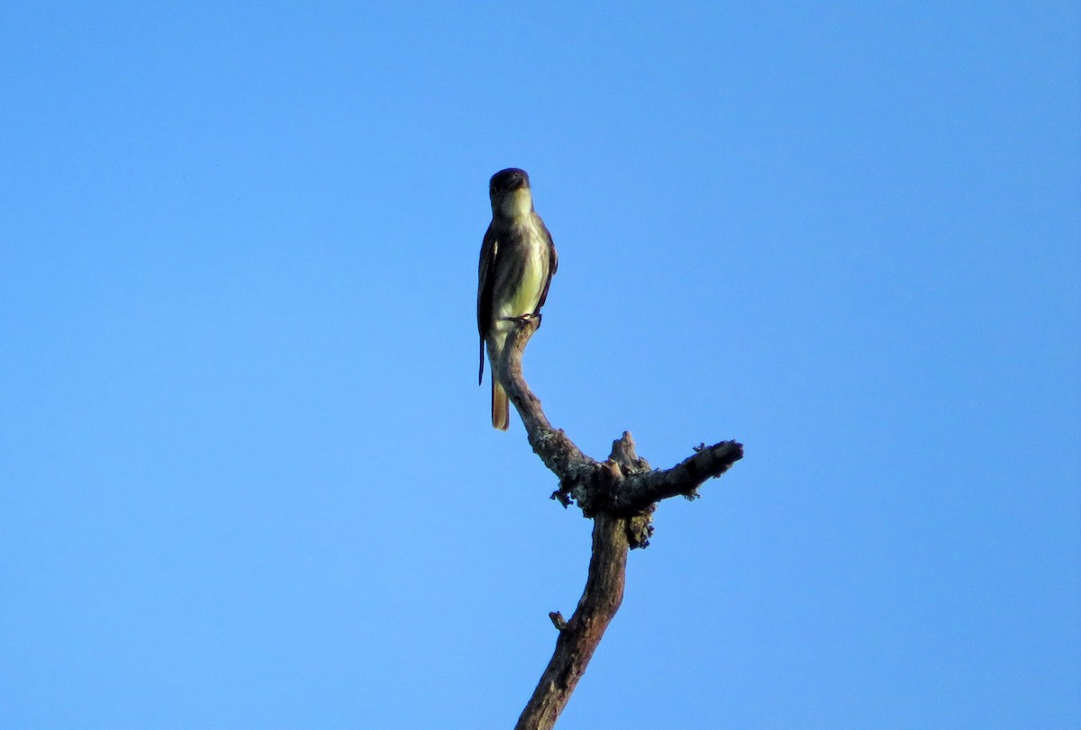 Olive-sided Flycatcher - ML244421881
