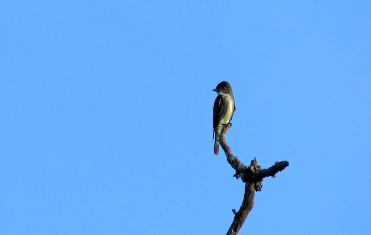 Olive-sided Flycatcher - ML244422031