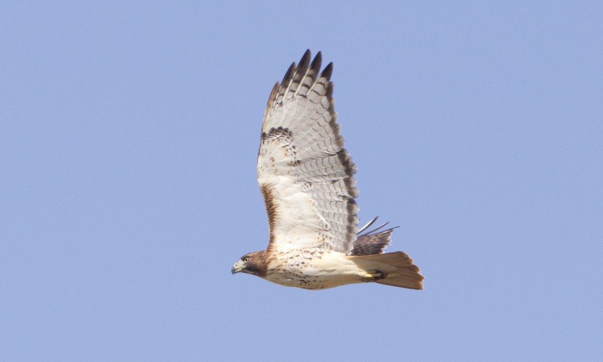 Red-tailed Hawk (borealis) - ML244424151