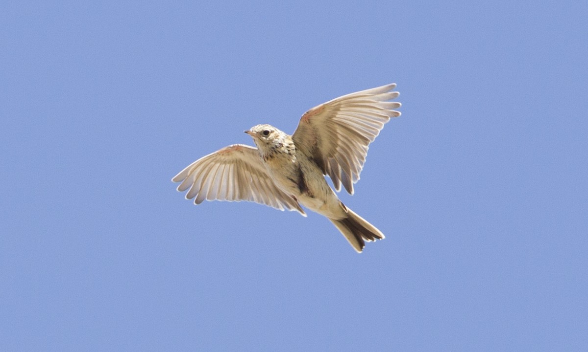 Sprague's Pipit - Brian Sullivan