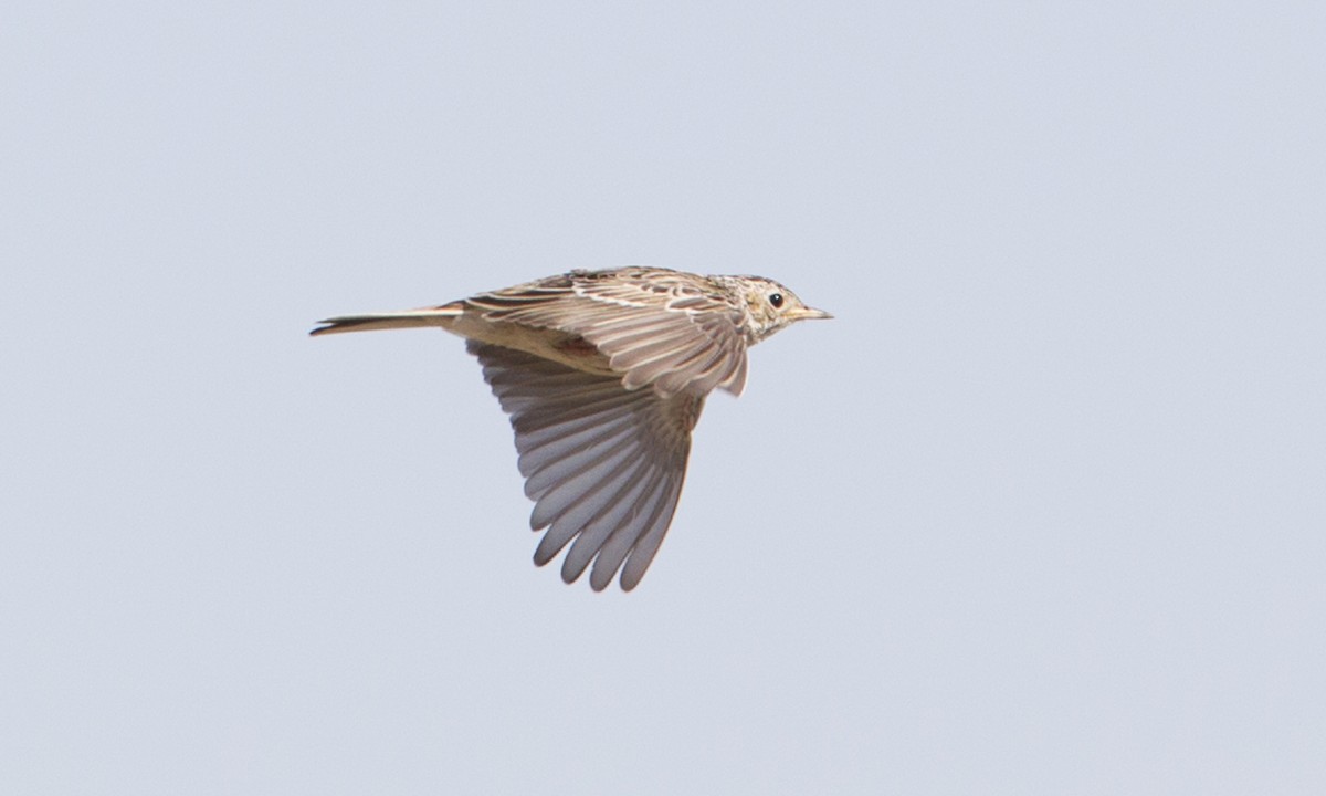 Sprague's Pipit - ML244424511