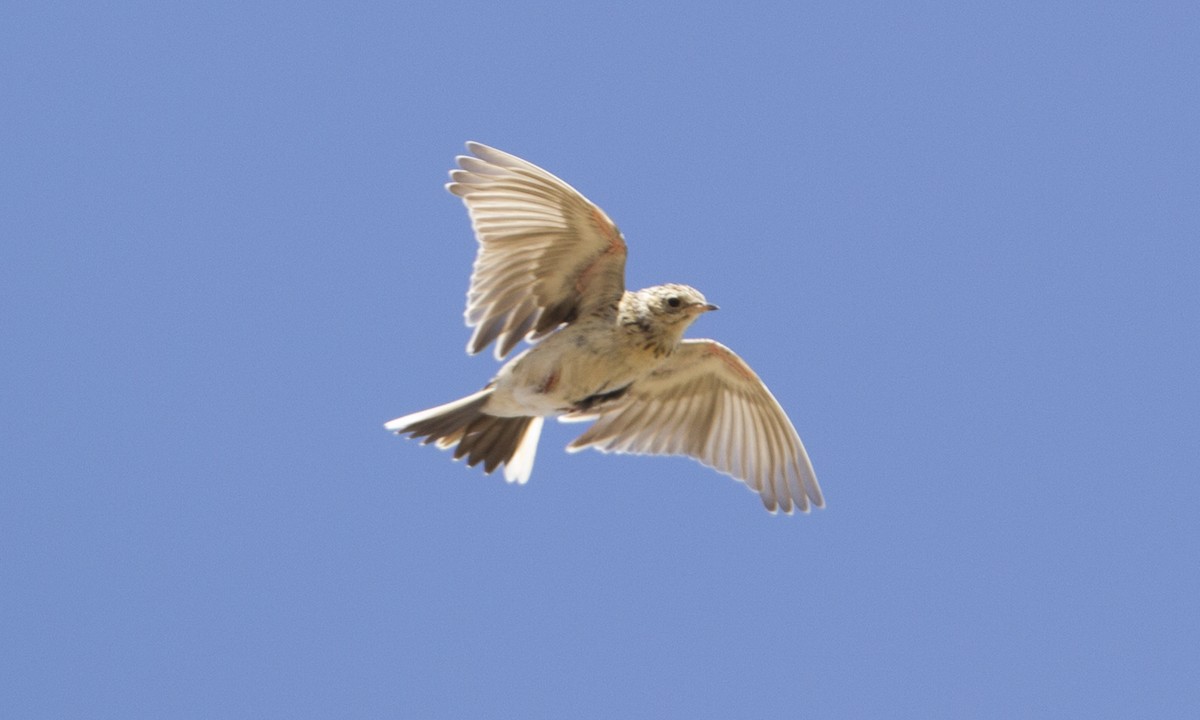 Sprague's Pipit - Brian Sullivan