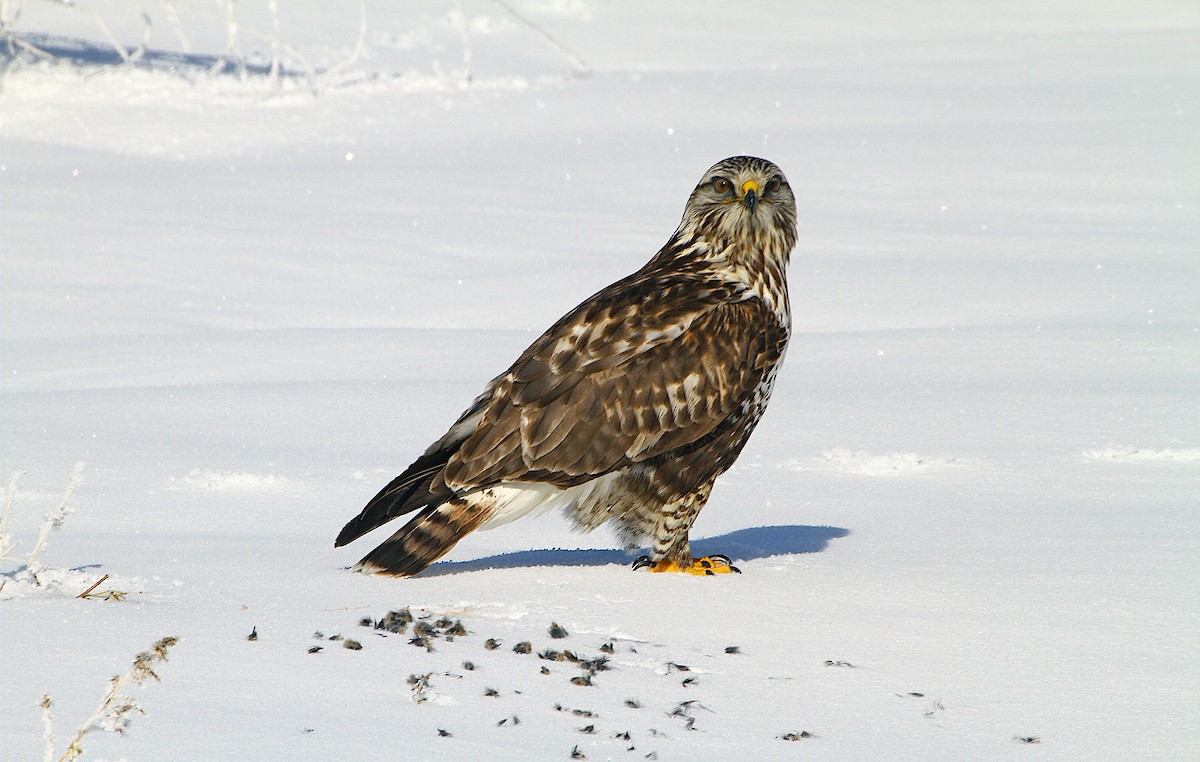 Rough-legged Hawk - Jerry Liguori