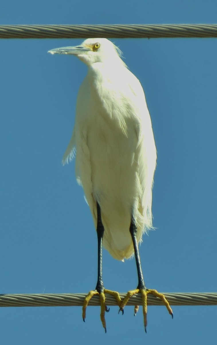 Snowy Egret - JoAnn Potter Riggle 🦤