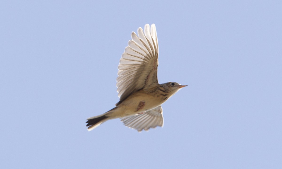 Sprague's Pipit - ML244425221