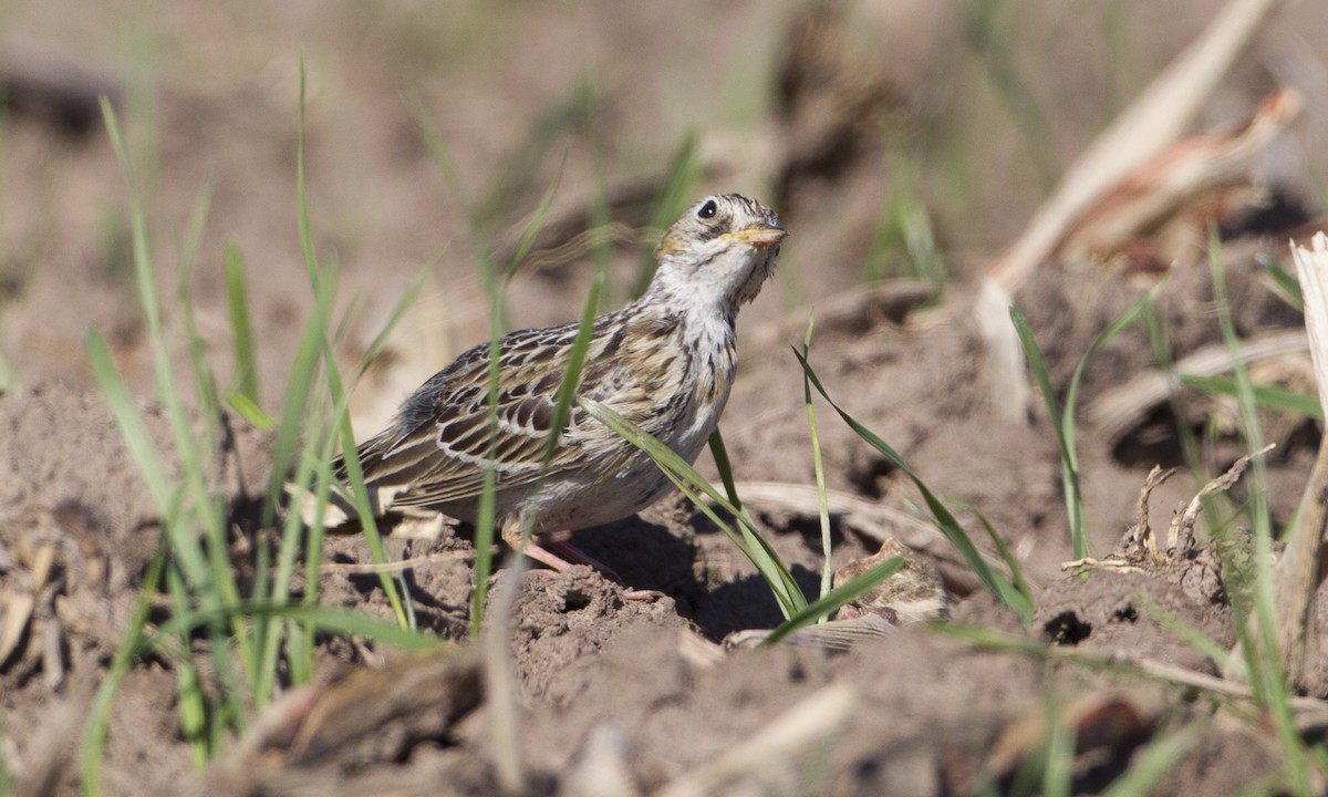 Sprague's Pipit - ML244425541