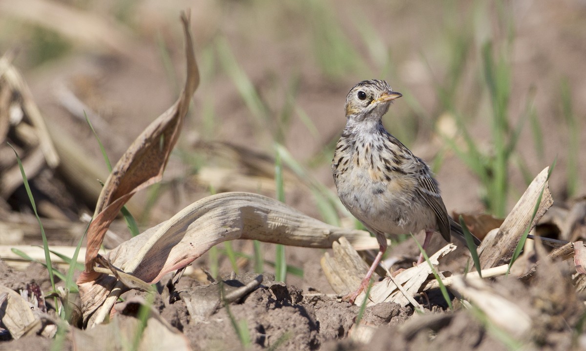 Sprague's Pipit - ML244425801