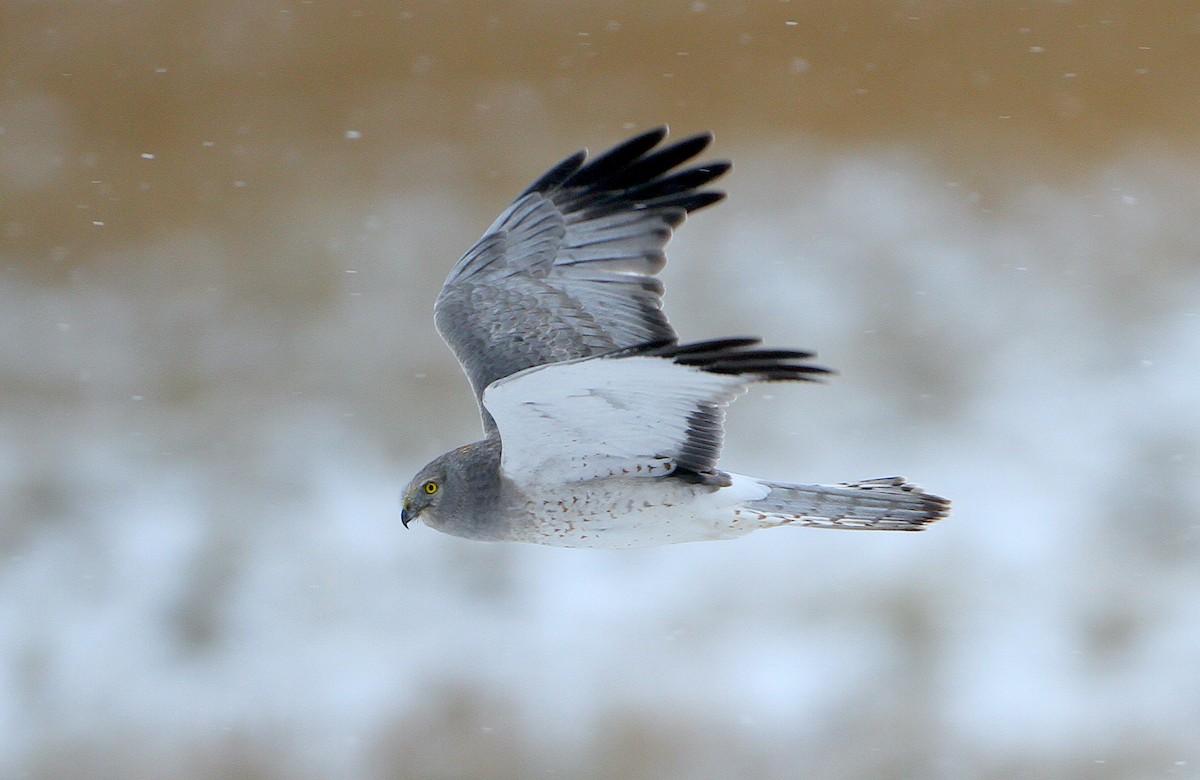 Northern Harrier - ML244426141