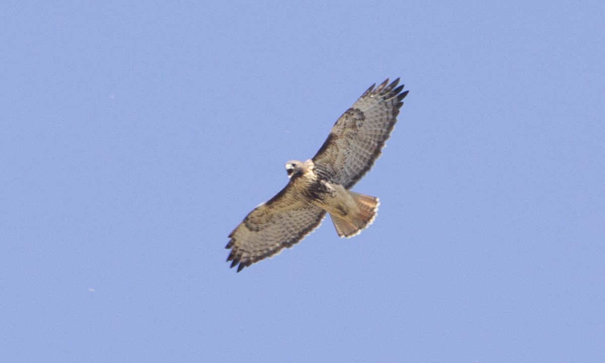 Red-tailed Hawk (abieticola) - ML244427071