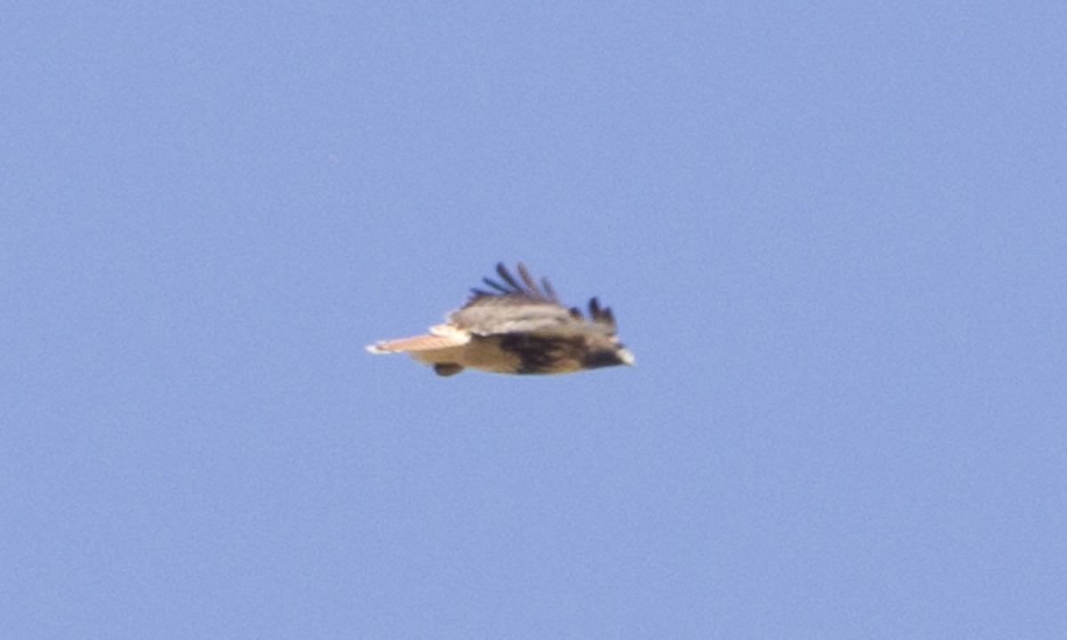 Red-tailed Hawk (abieticola) - Brian Sullivan