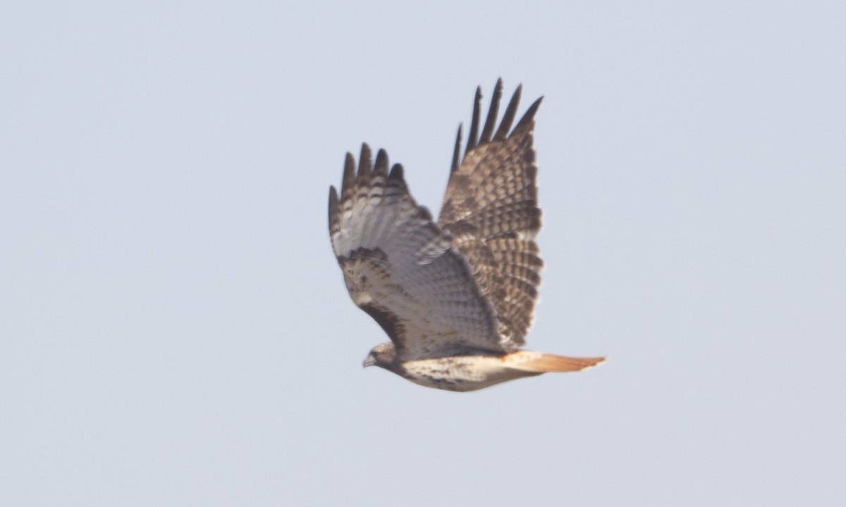 Red-tailed Hawk (borealis) - Brian Sullivan