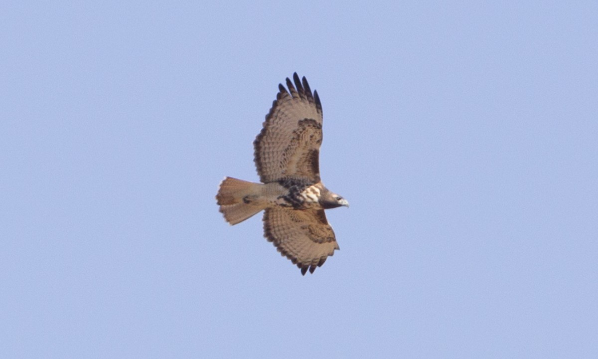 Red-tailed Hawk (abieticola) - Brian Sullivan