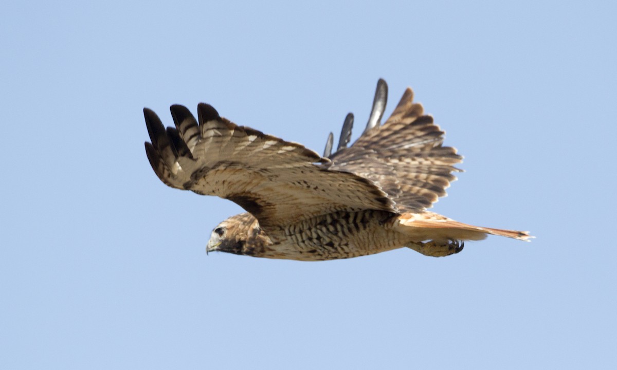 Red-tailed Hawk - ML244428361