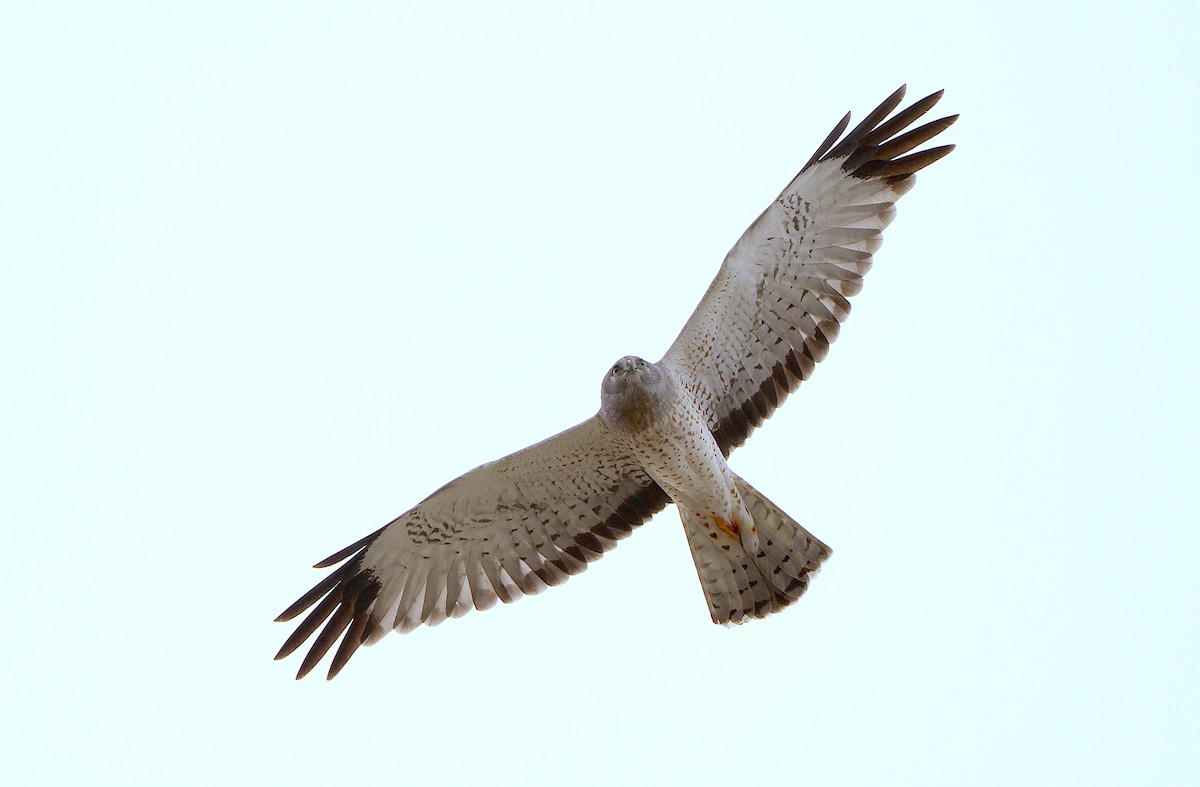 Northern Harrier - ML244429921