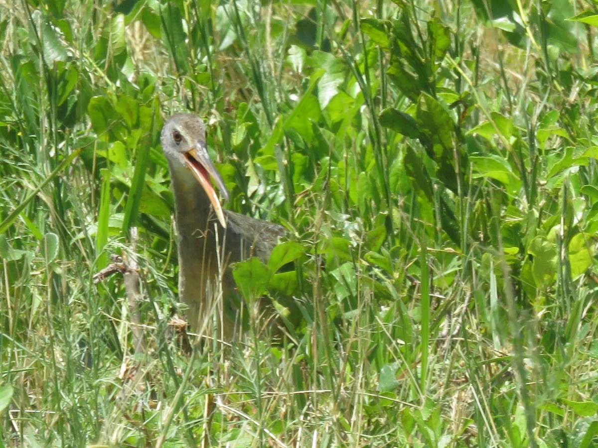 Clapper Rail - ML244430361