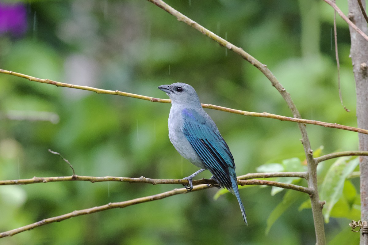 Azure-shouldered Tanager - ML244430421