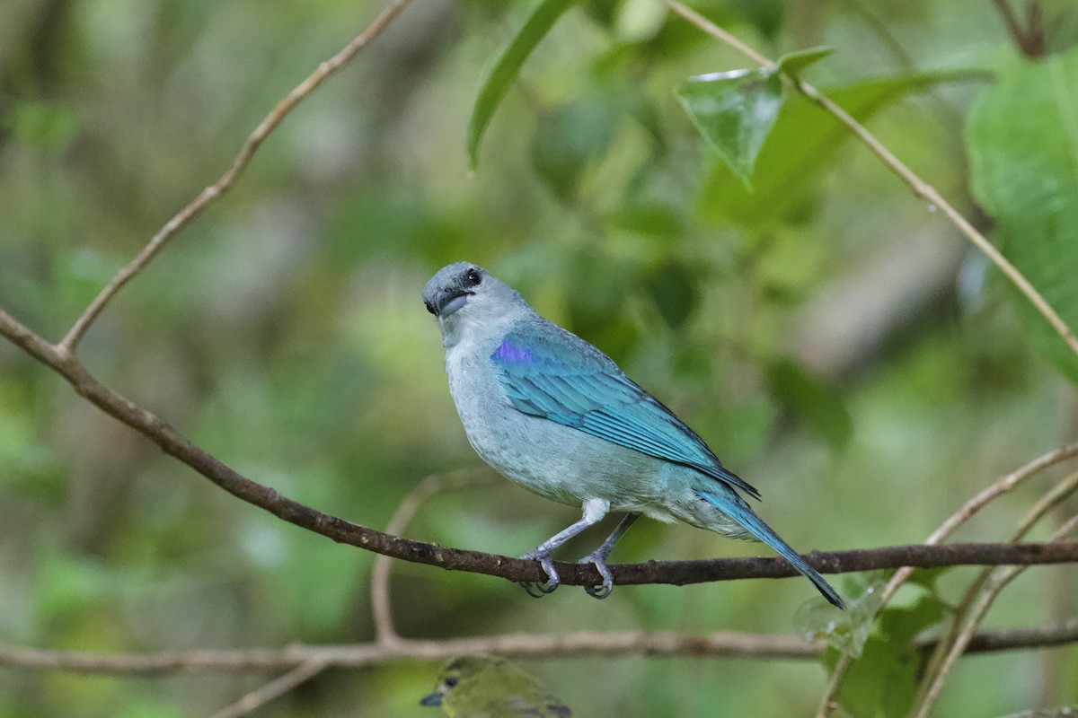 Azure-shouldered Tanager - ML244430431