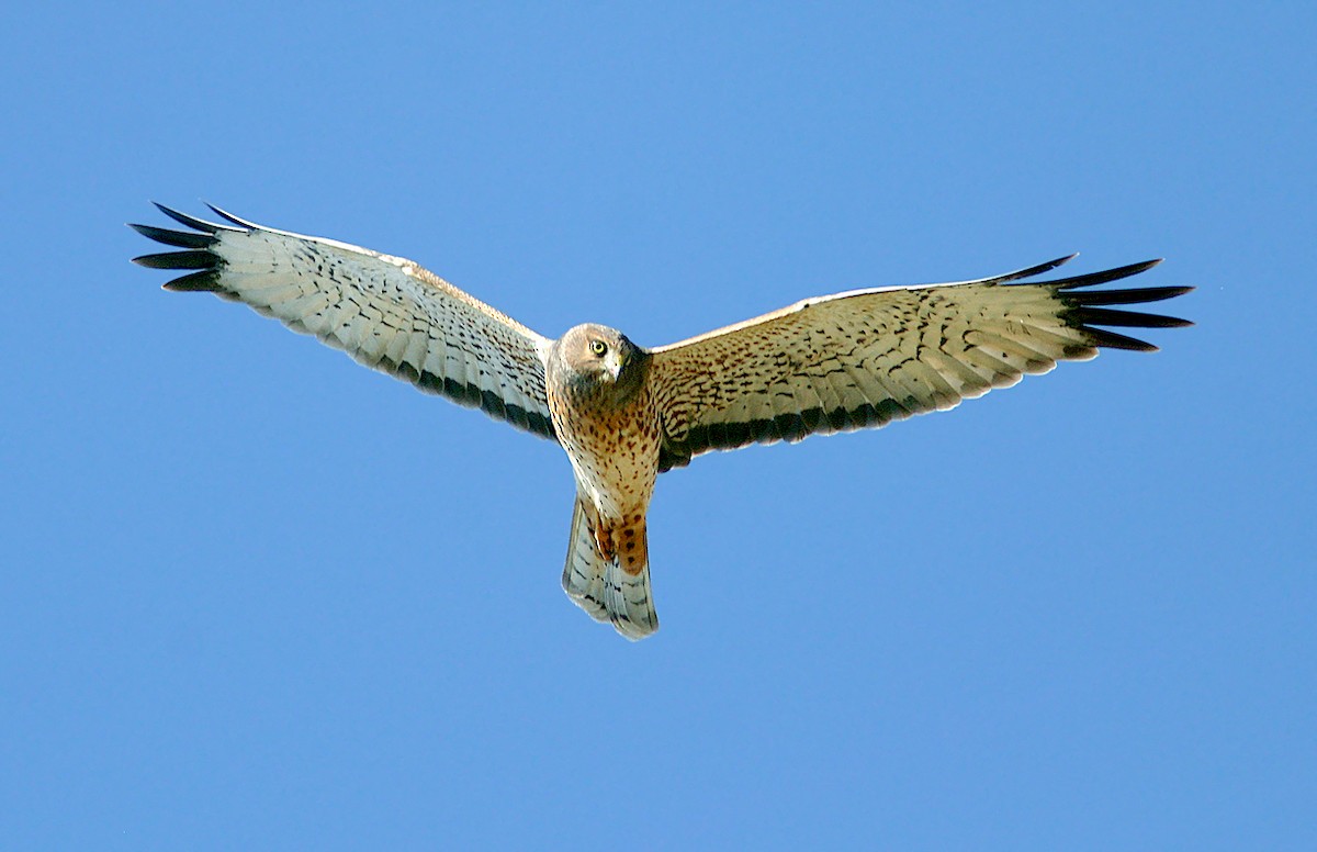 Northern Harrier - ML244430521