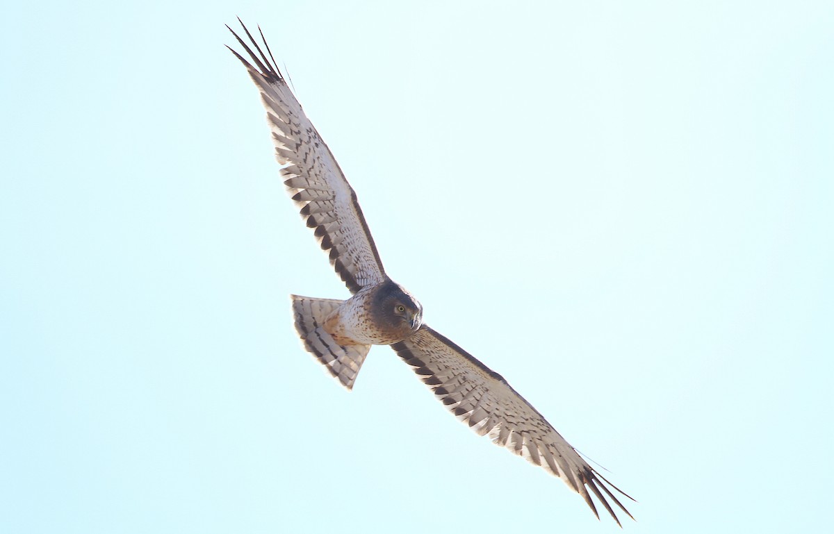 Northern Harrier - ML244430541