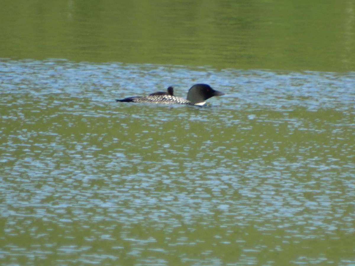 Common Loon - ML244433301